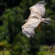 Vautour fauve dans la Drôme